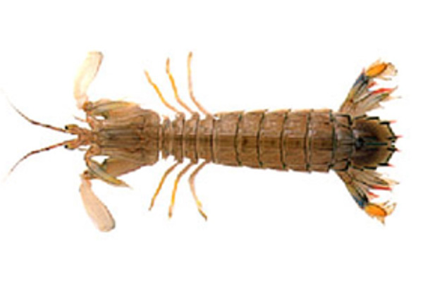 FRESH Mantis Shrimp