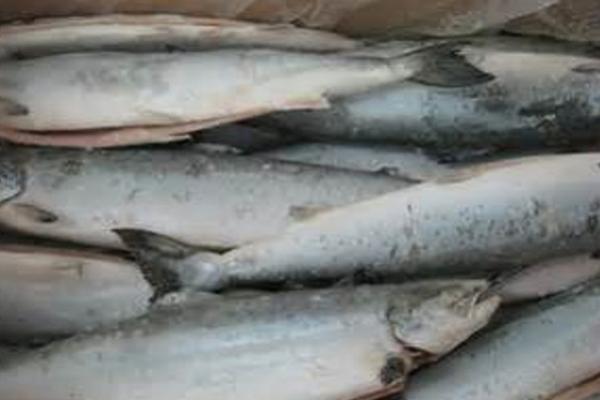 FROZEN  ATLANTIC SALMON GG  NORWAY