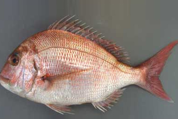 RED SEABREAM ROUND