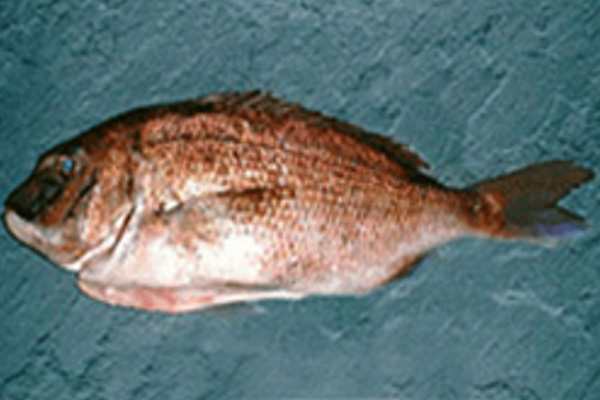 RED SEABREAM SEMI-DRESSED