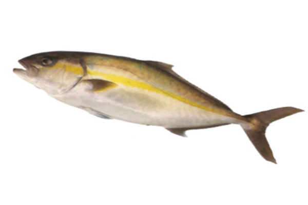 AMBERJACK ROUND