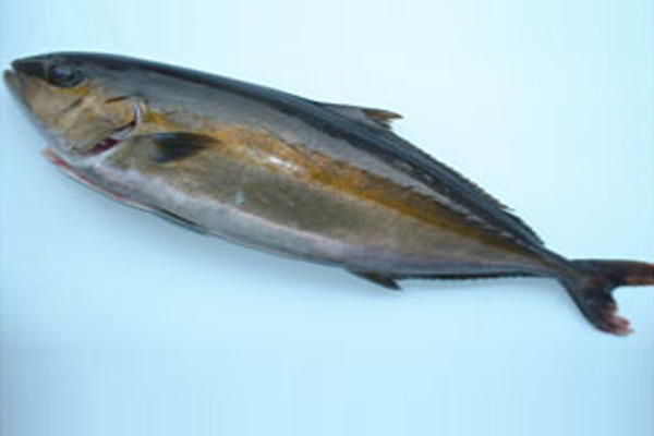 AMBERJACK SEMI-DRESSED