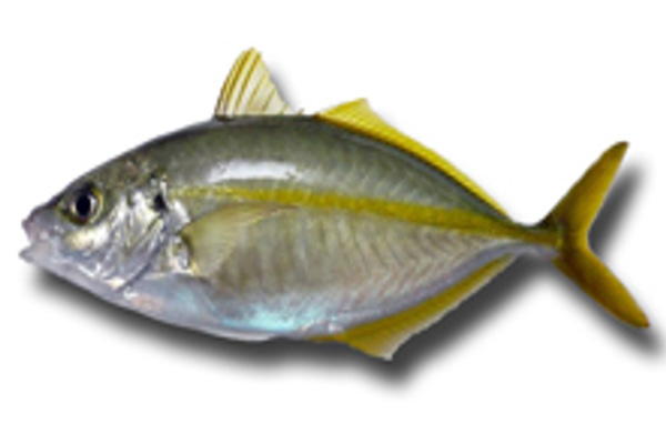 Fresh Trevally ROUND