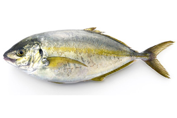Fresh Trevally SEMI-DRESSED