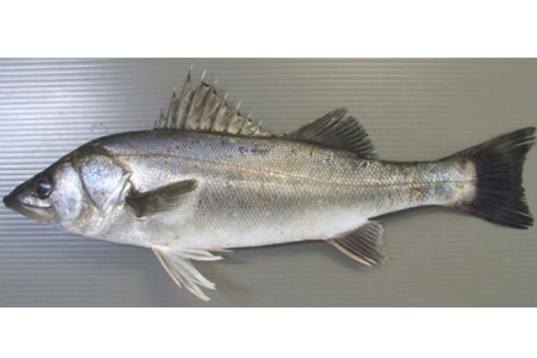 SEA BASS  ROUND 