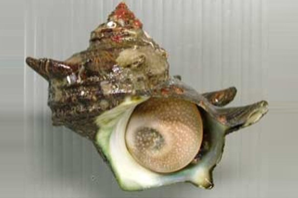 TOP SHELL