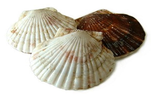 SCALLOP