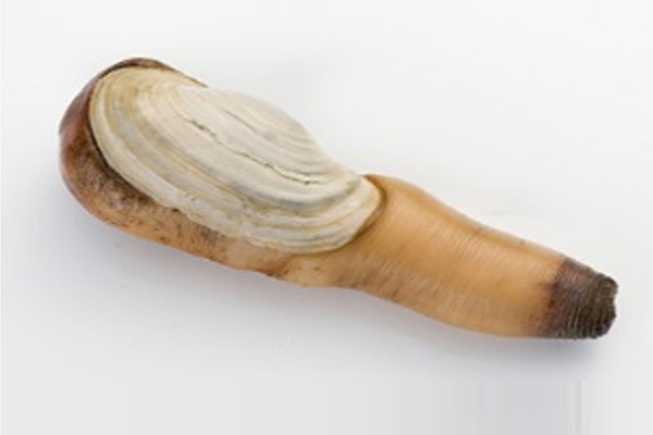 TROUGH SHELL