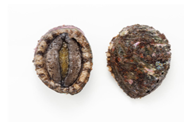 ABALONE (EZO)