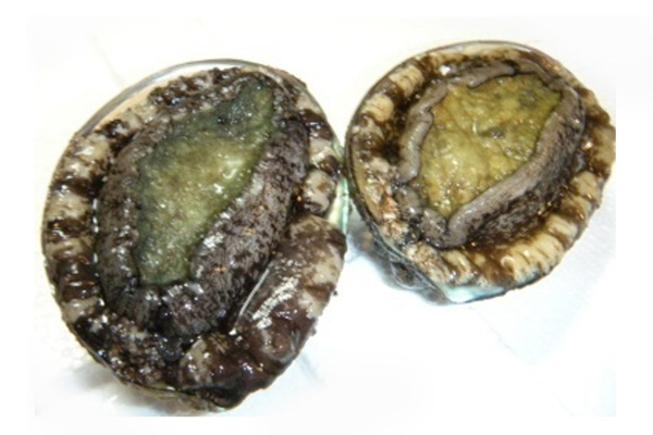 ABALONE (BLACK)