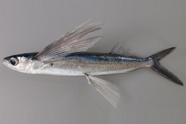 TOBIUO
