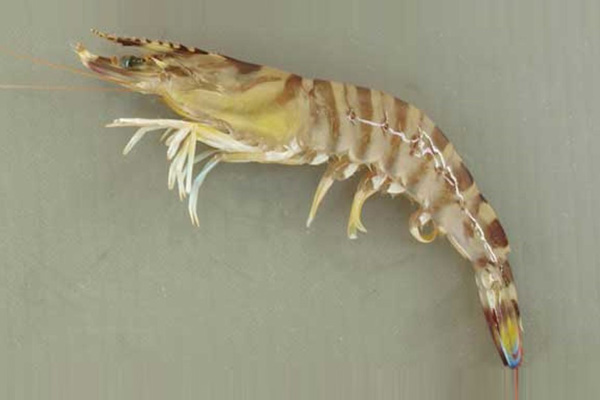 KURUMAEB