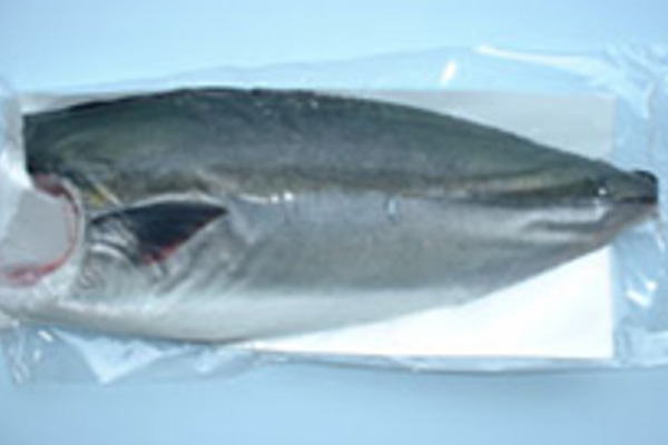 Frozen Yang Yellowtail fillet
