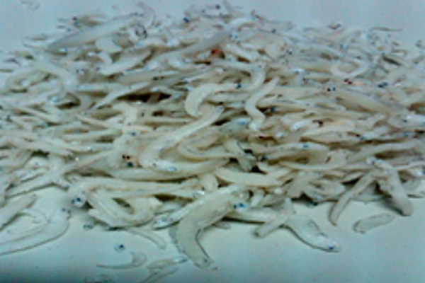 MIN: 5kg/case  Thai Chirimen (dried shirasu)