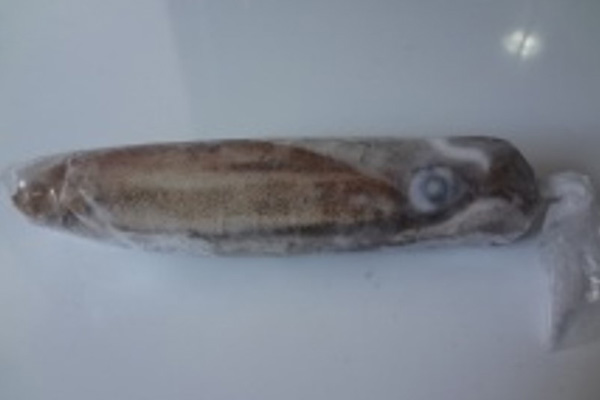 Frozen Bigfin Reef Squid Round