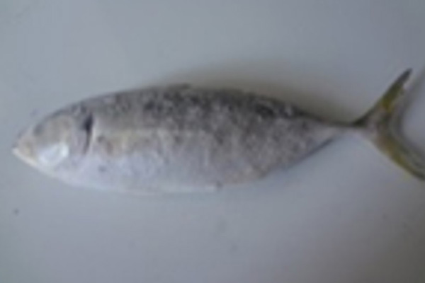 Frozen Horse mackerel