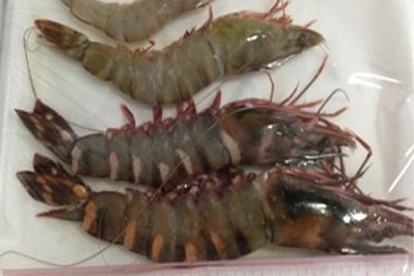 Frozen Black Tiger(White Tiger) 