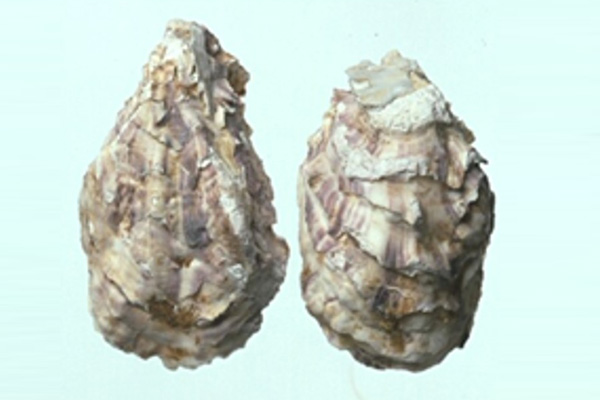 FRESHOyster  THAILAND