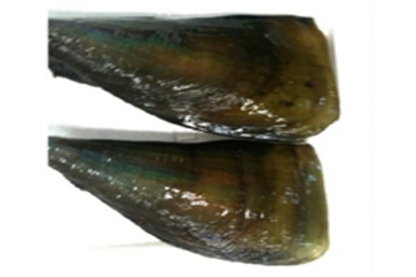 FRESH Razor Clam THAILAND