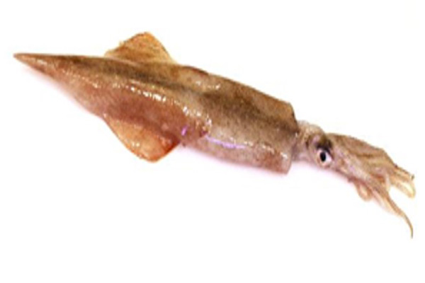 FRESH Spear Squid  THAILAND