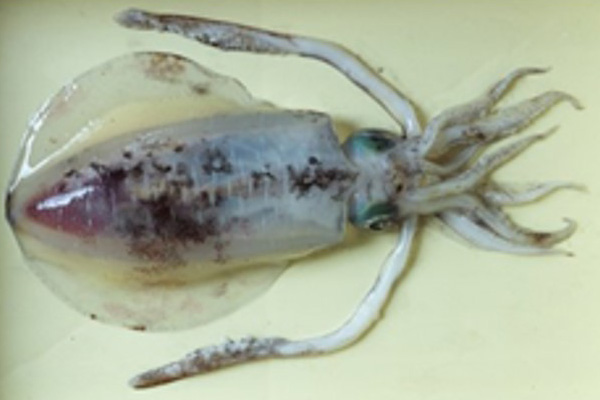 FRESH Bigfin Reef Squid  THAILAND