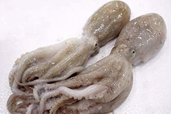 FRESH Ocellated octopus THAILAND