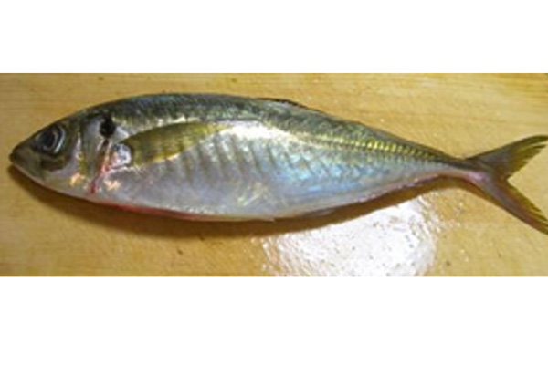 FRESH Hose mackerel  THAILAND