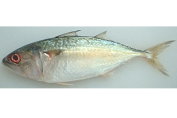 FRESH Indian mackerel  THAILAND