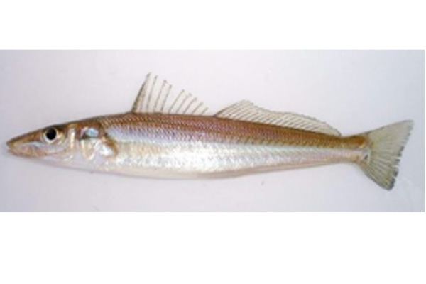 FRESH Sand borer  THAILAND