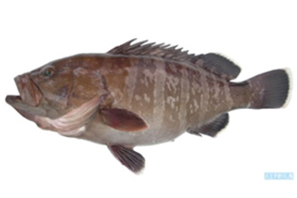 FRESH Grouper  THAILAND