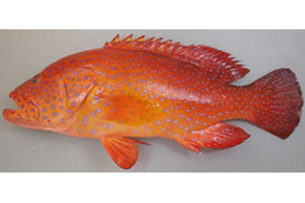 FRESH Red Grouper  THAILAND