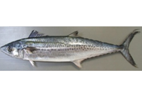 FRESH Japanese spanish mackerel
