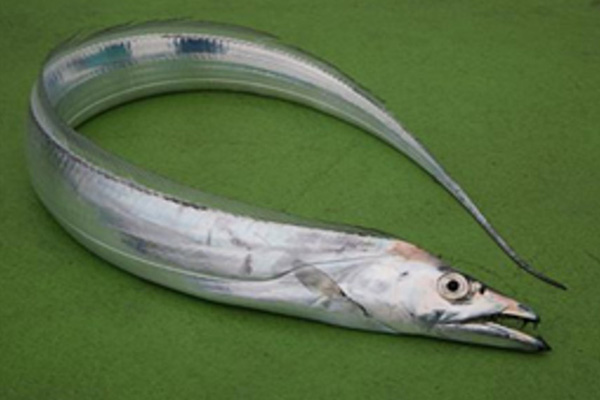 FRESH Cutlass fish