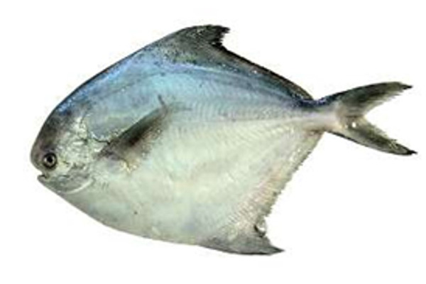 FRESH  Butterfish