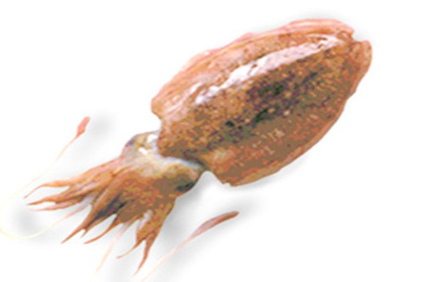 FROZEN  cuttlefish