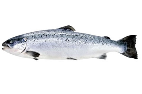 FRESH  ATLANTIC SALMON GG  NORWAY